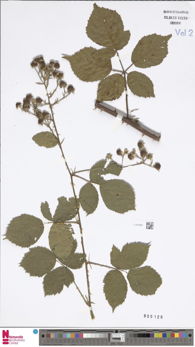 Rubus edeesii photo 7