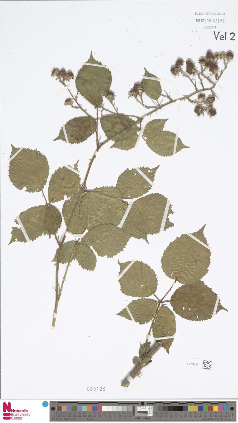 Rubus edeesii photo 8