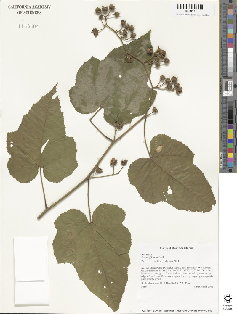 Rubus efferatus