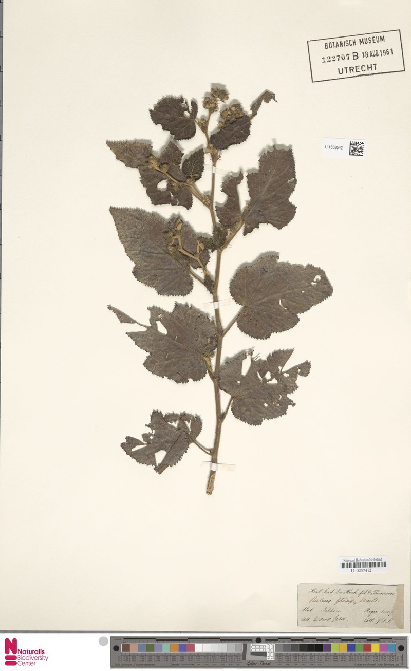 Rubus efferatus photo 2
