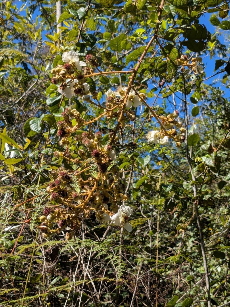 Rubus effertus photo 2