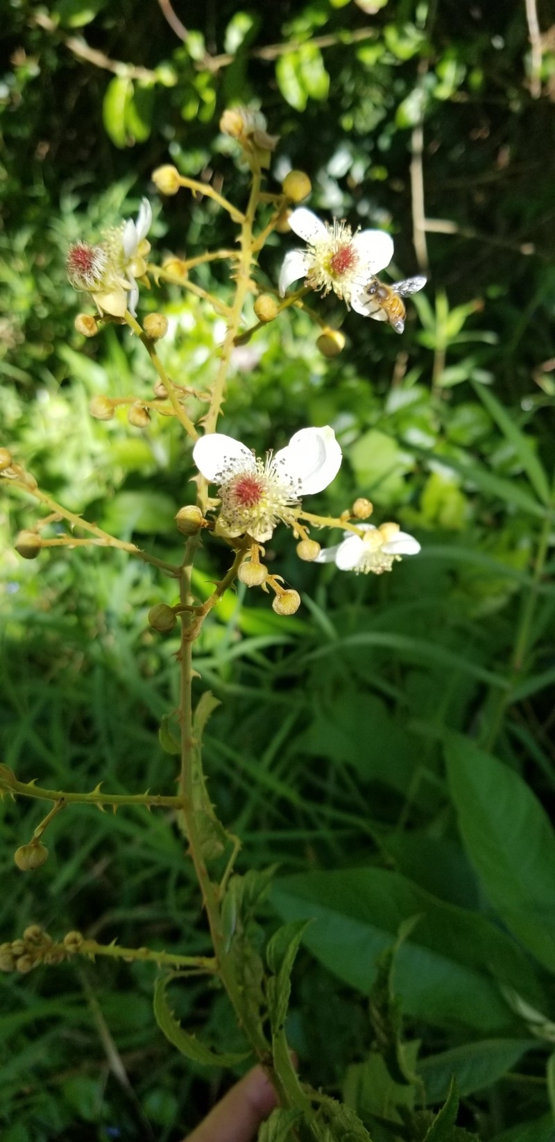 Rubus effertus photo 3