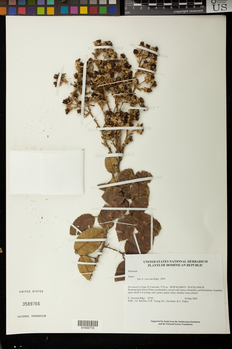 Rubus effertus photo 4