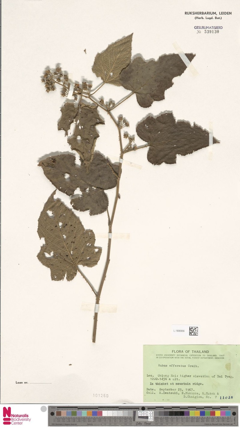 Rubus effertus photo 5
