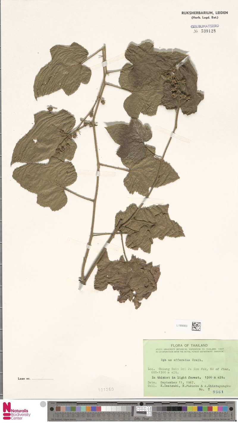 Rubus effertus photo 6