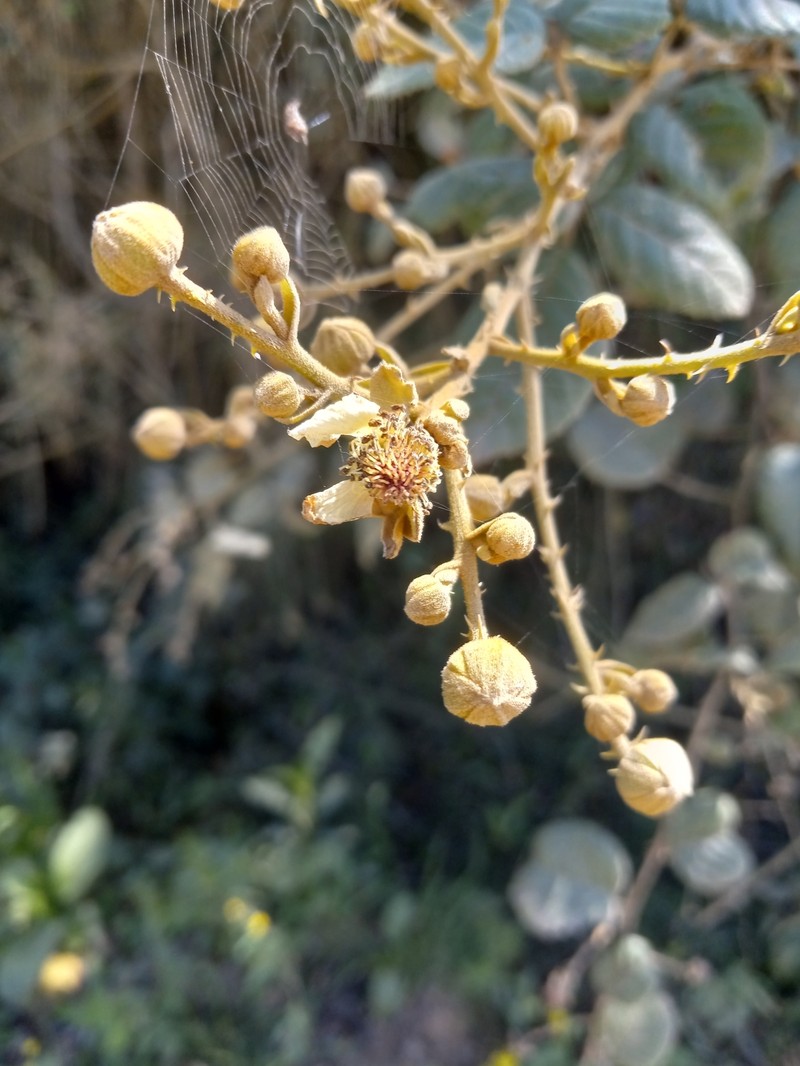 Rubus eggersii photo 2