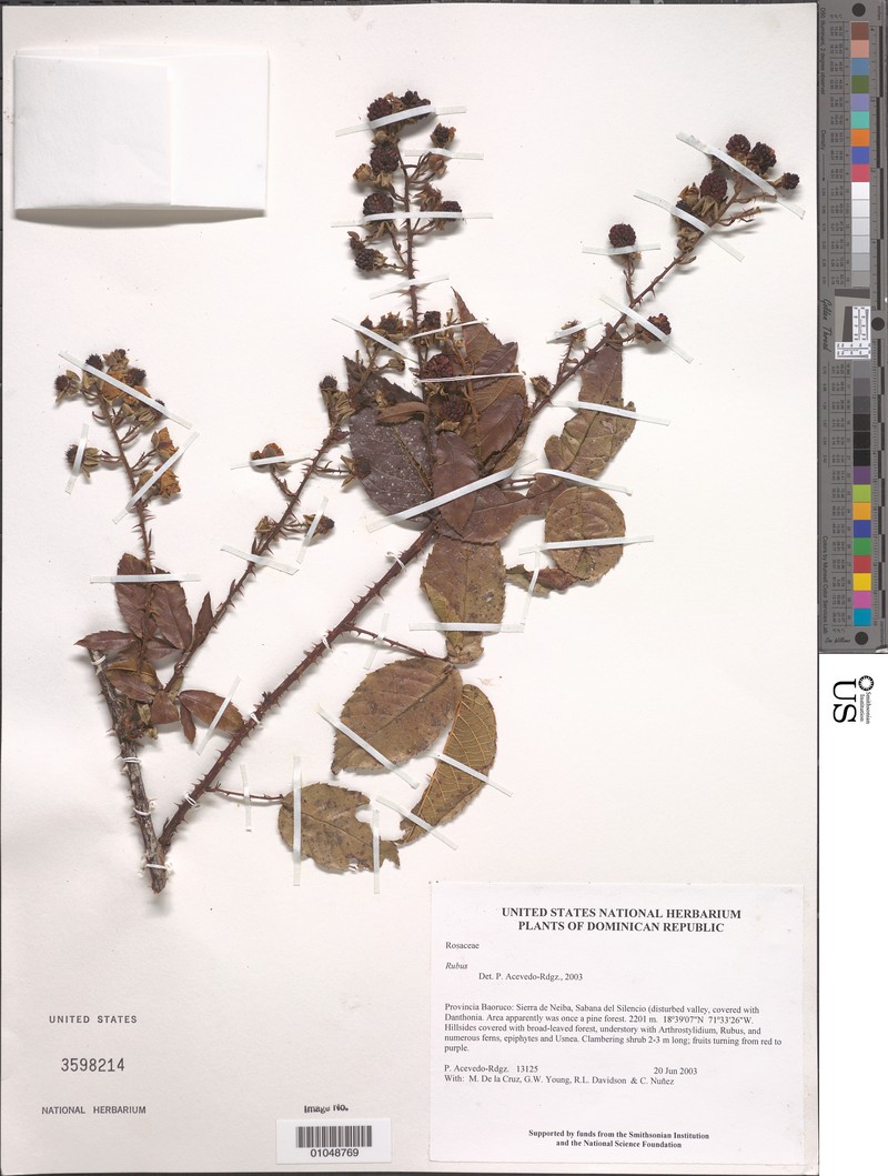 Rubus eggersii photo 3