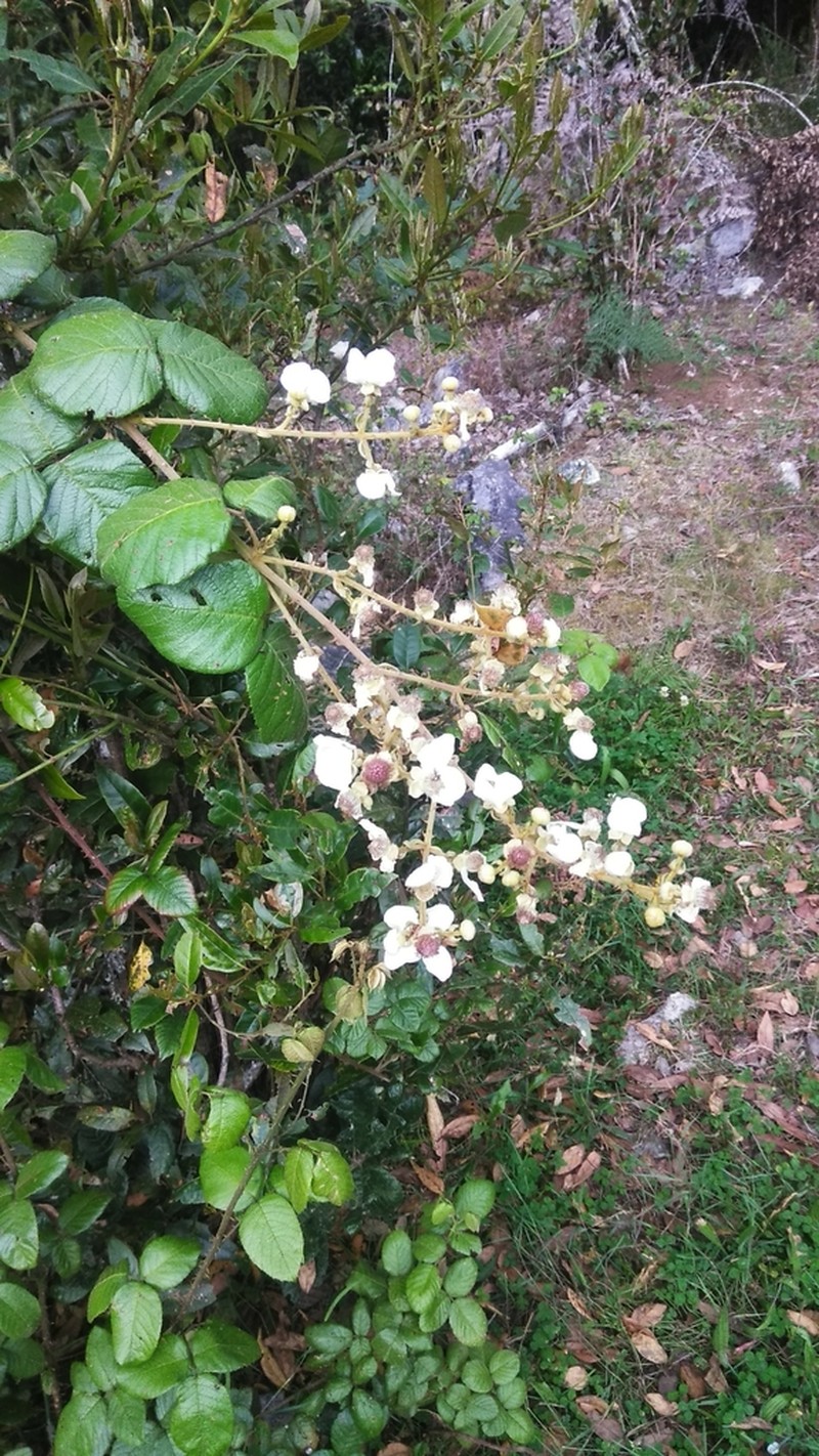 Rubus eggersii photo 4