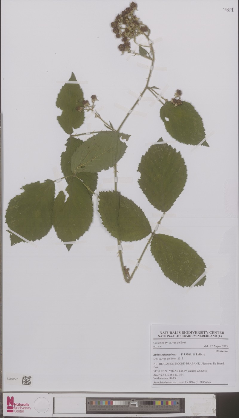 Rubus eglandulosus