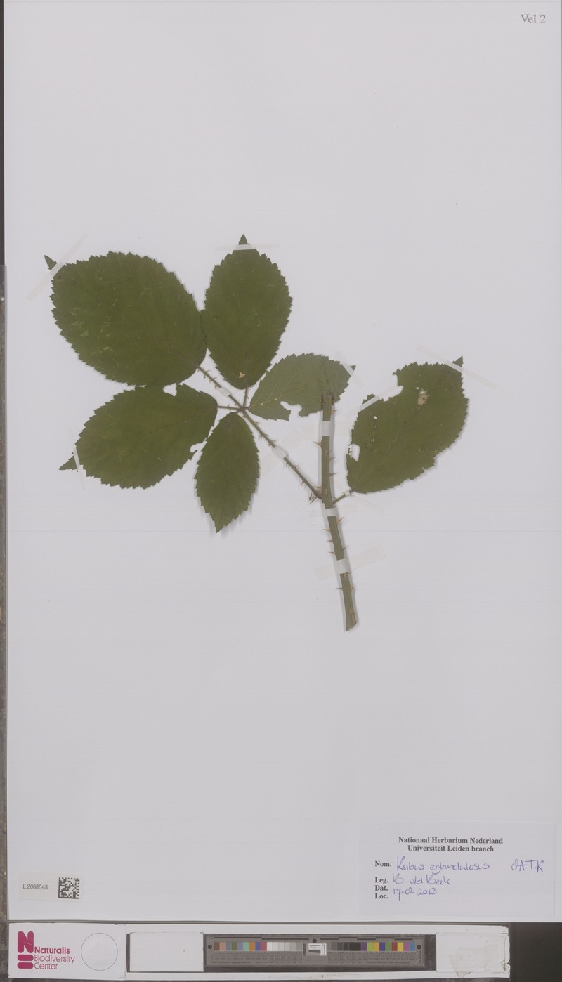 Rubus eglandulosus photo 2
