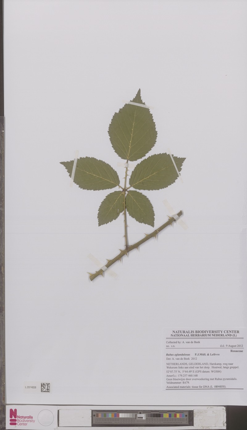 Rubus eglandulosus photo 3