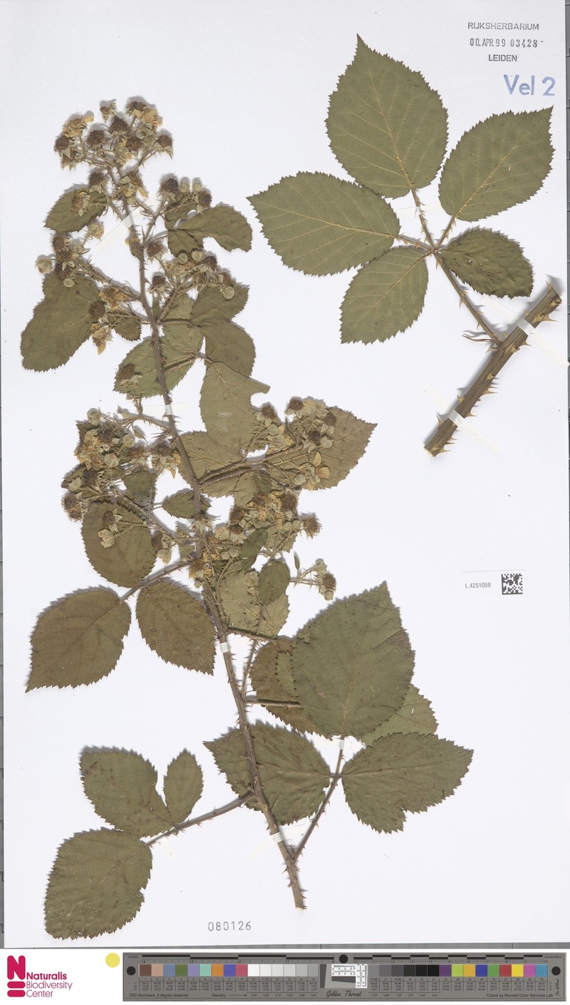 Rubus eglandulosus photo 4