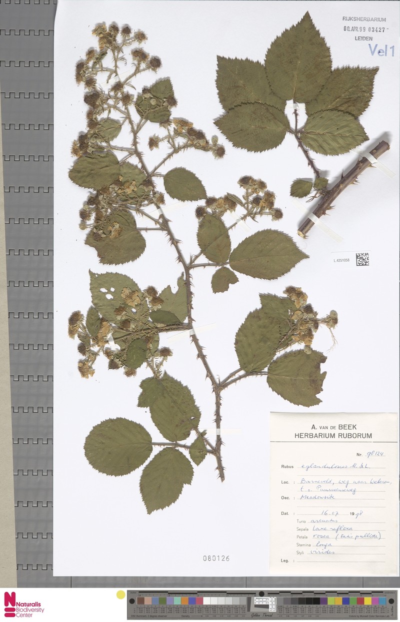 Rubus eglandulosus photo 5
