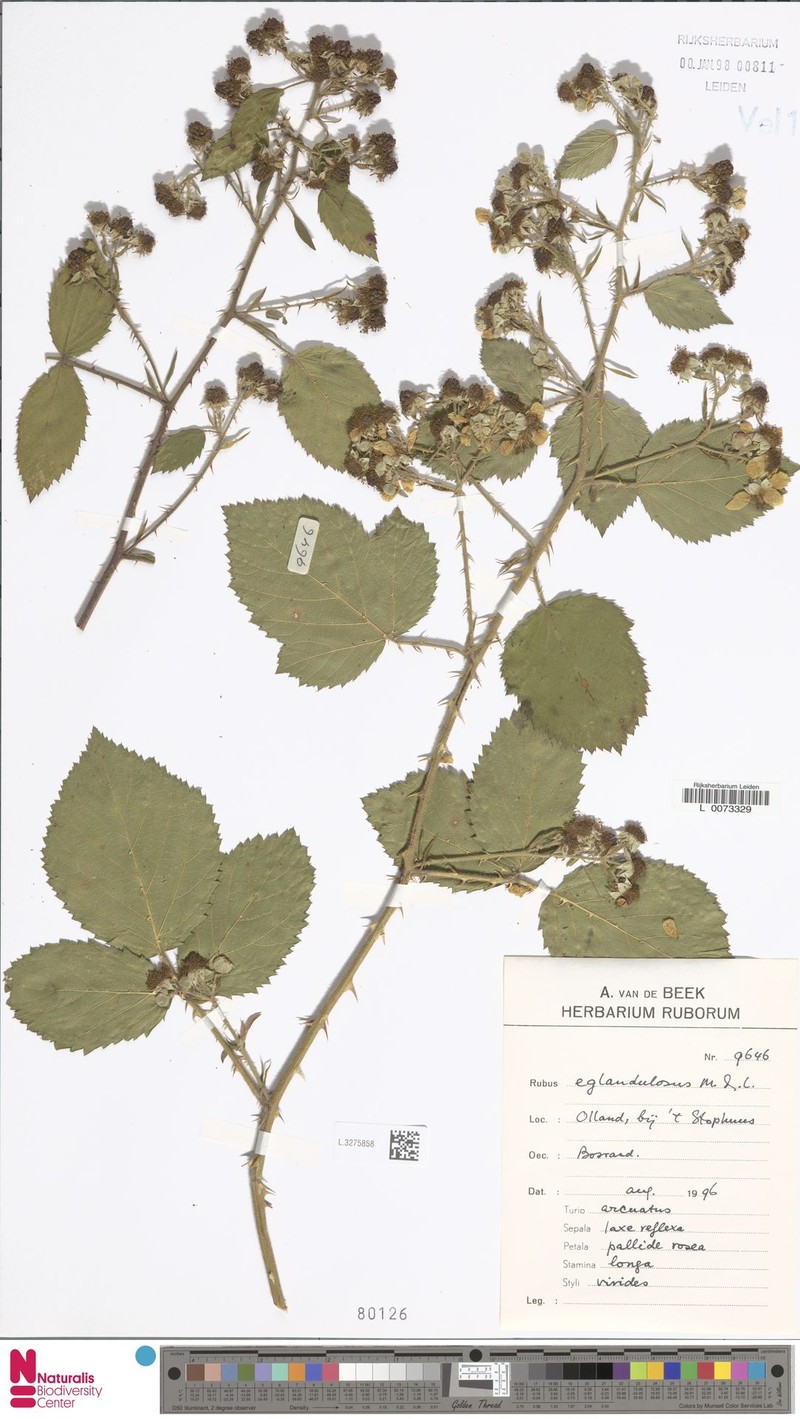 Rubus eglandulosus photo 6