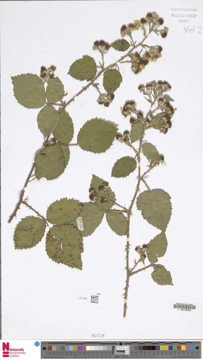 Rubus eglandulosus photo 7