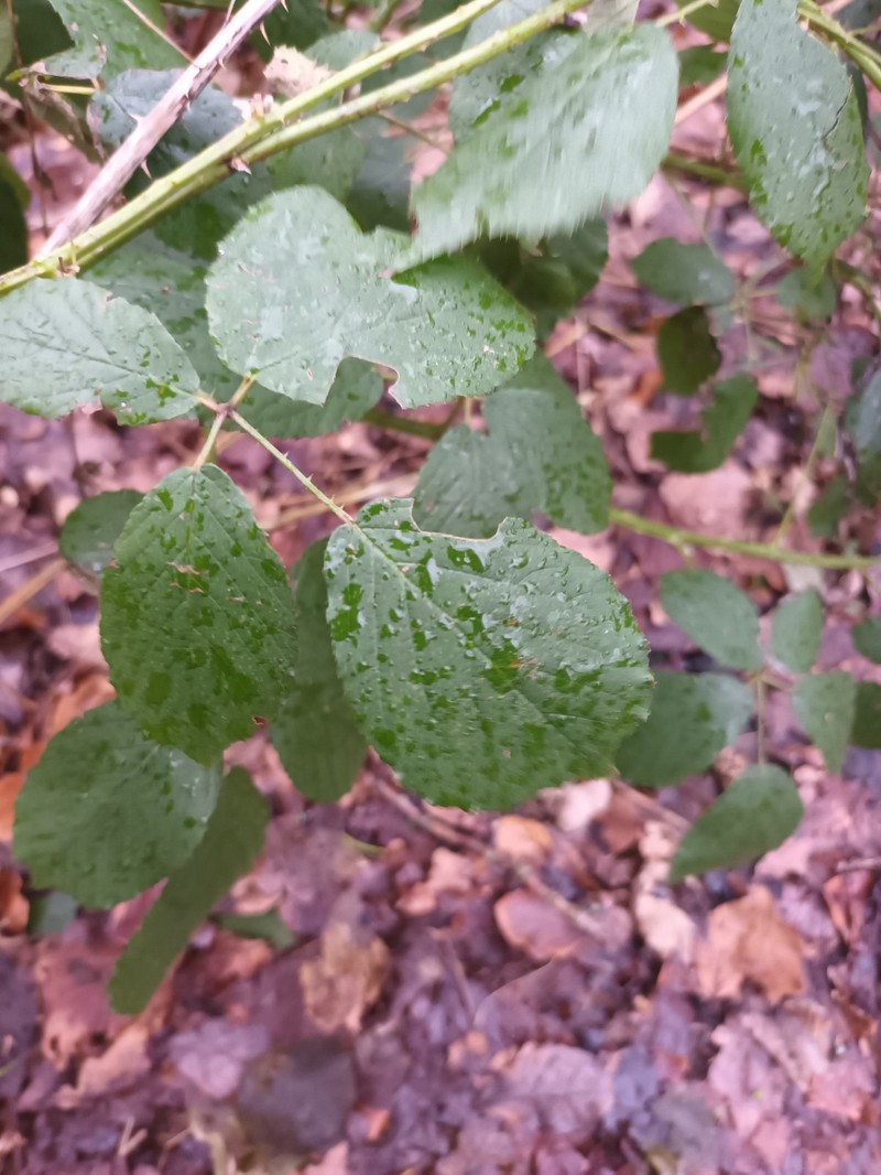 Rubus egregius