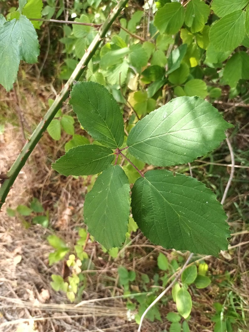 Rubus egregius photo 2