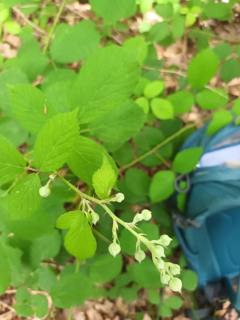 Rubus egregius photo 3
