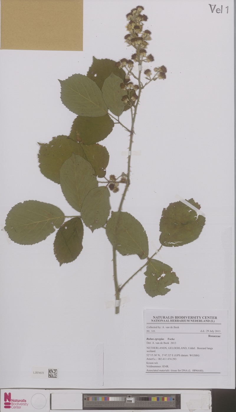 Rubus egregius photo 4