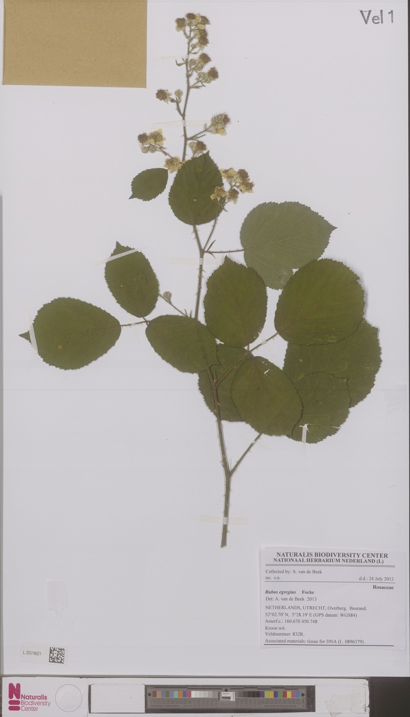 Rubus egregius photo 5
