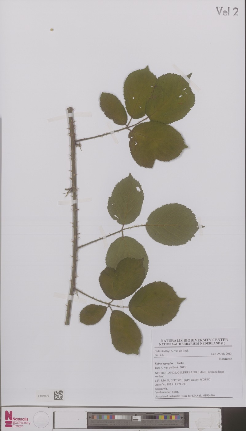 Rubus egregius photo 6