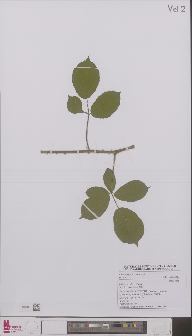 Rubus egregius photo 7