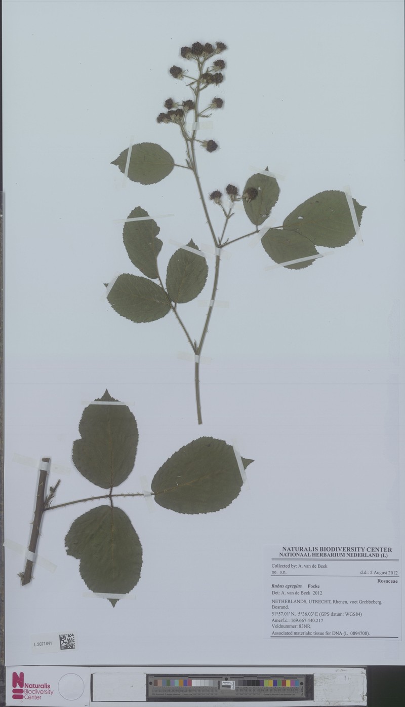 Rubus egregius photo 8