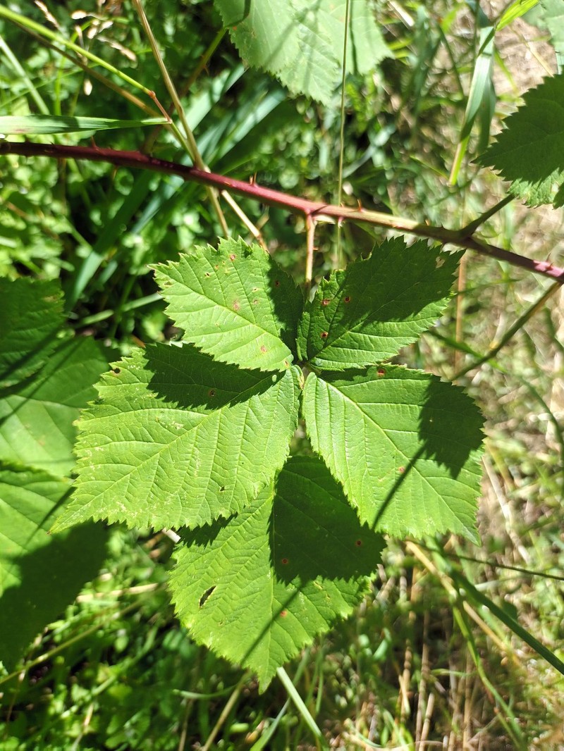 Rubus egregiusculus