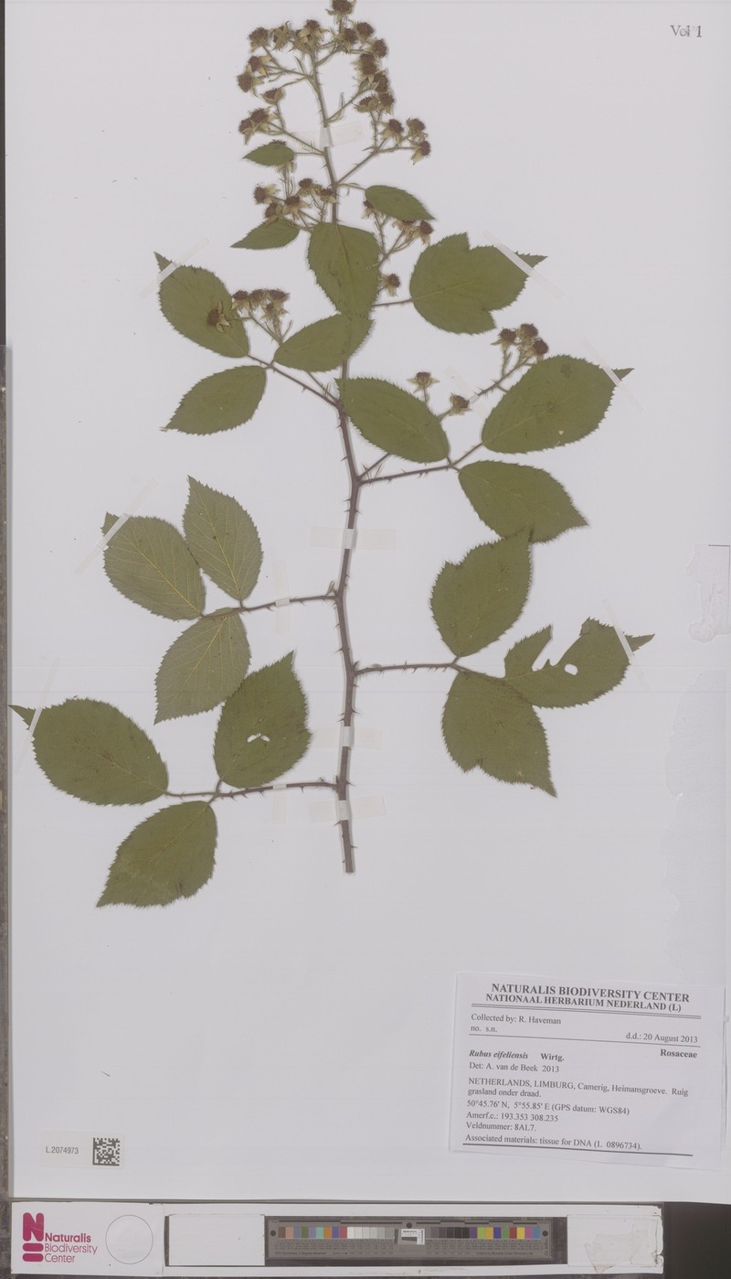 Rubus eifeliensis photo 2
