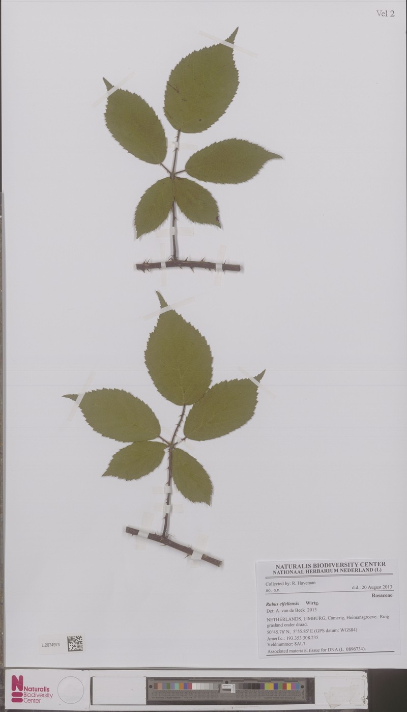 Rubus eifeliensis photo 3