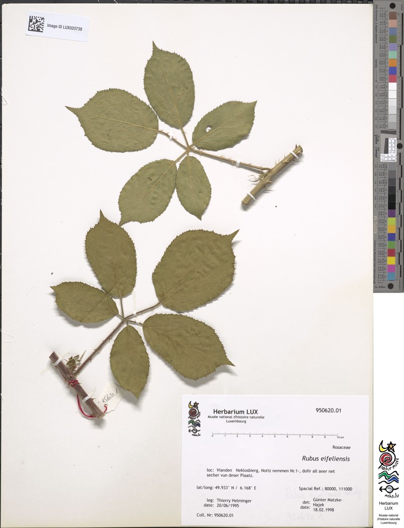 Rubus eifeliensis photo 4