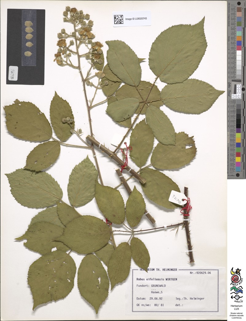 Rubus eifeliensis photo 5