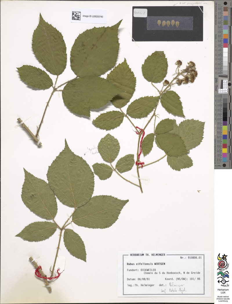 Rubus eifeliensis photo 6