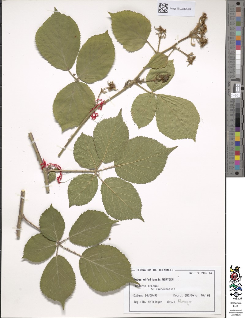 Rubus eifeliensis photo 7
