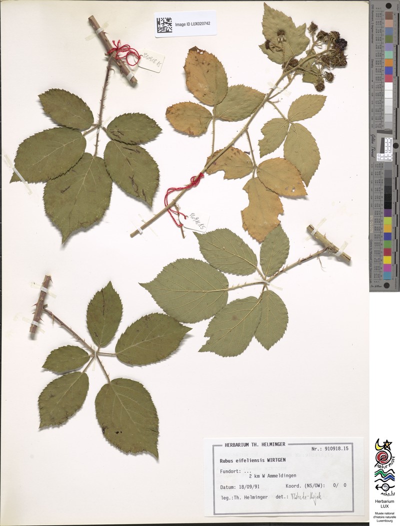 Rubus eifeliensis photo 8