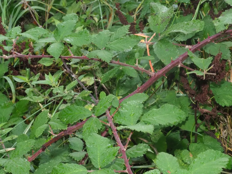 Rubus elatior photo 2