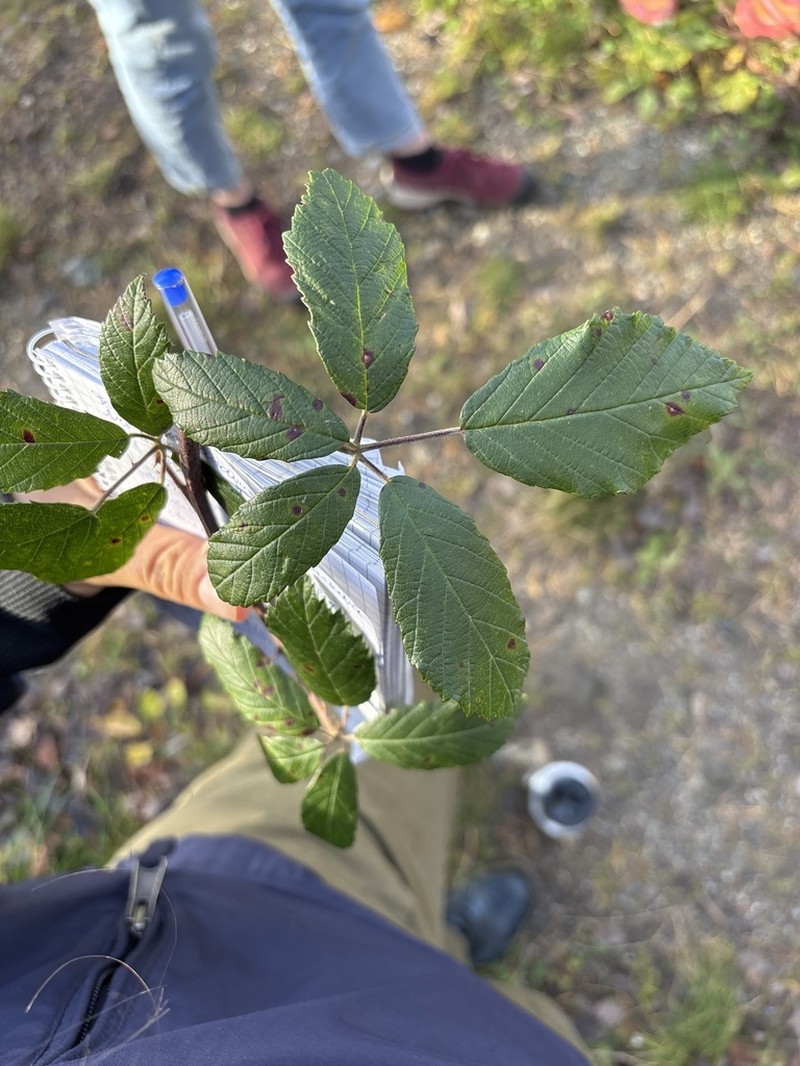 Rubus elatior photo 3