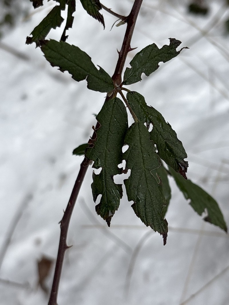 Rubus elatior photo 4