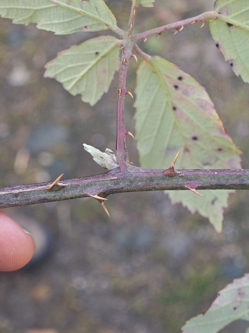 Rubus elatior photo 5