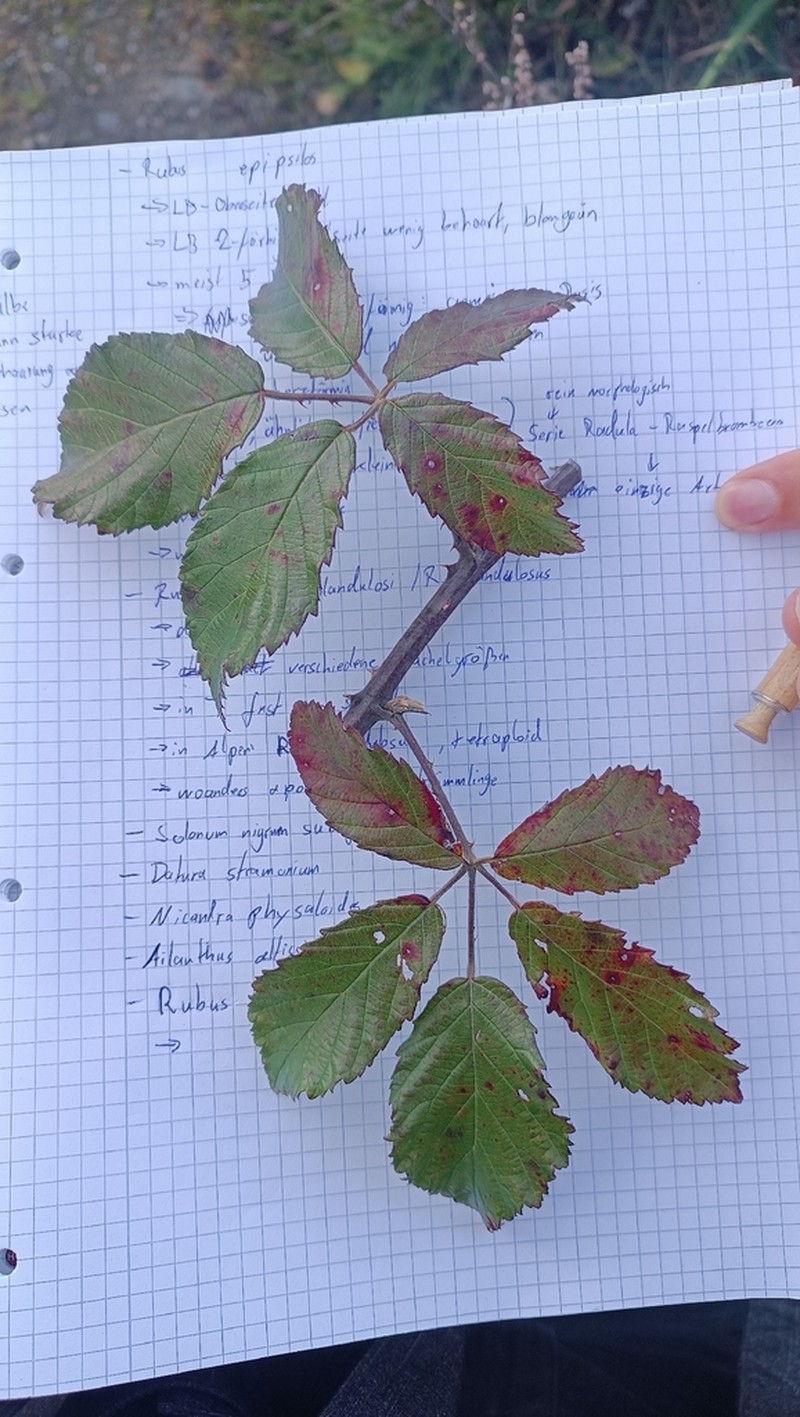 Rubus elatior photo 6