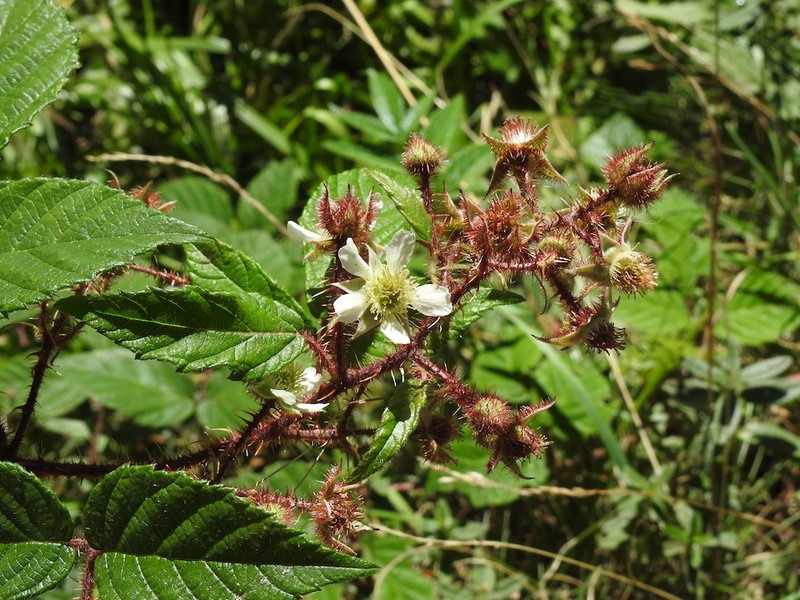 Rubus elegans