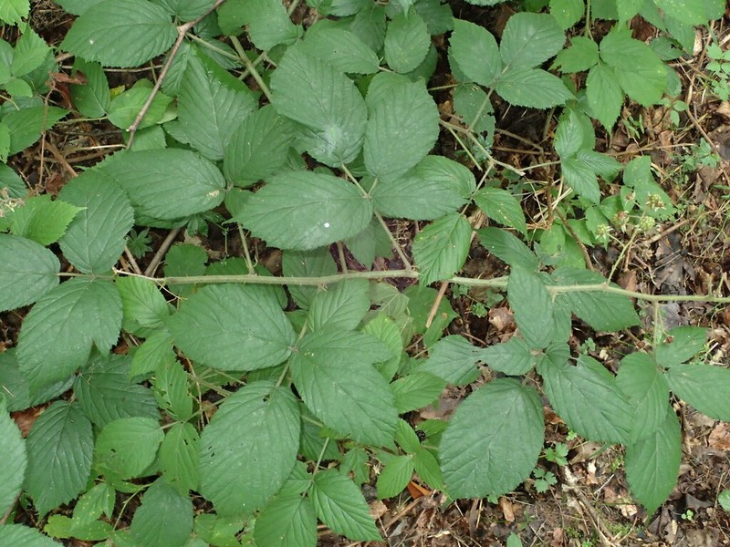 Rubus elegans photo 2