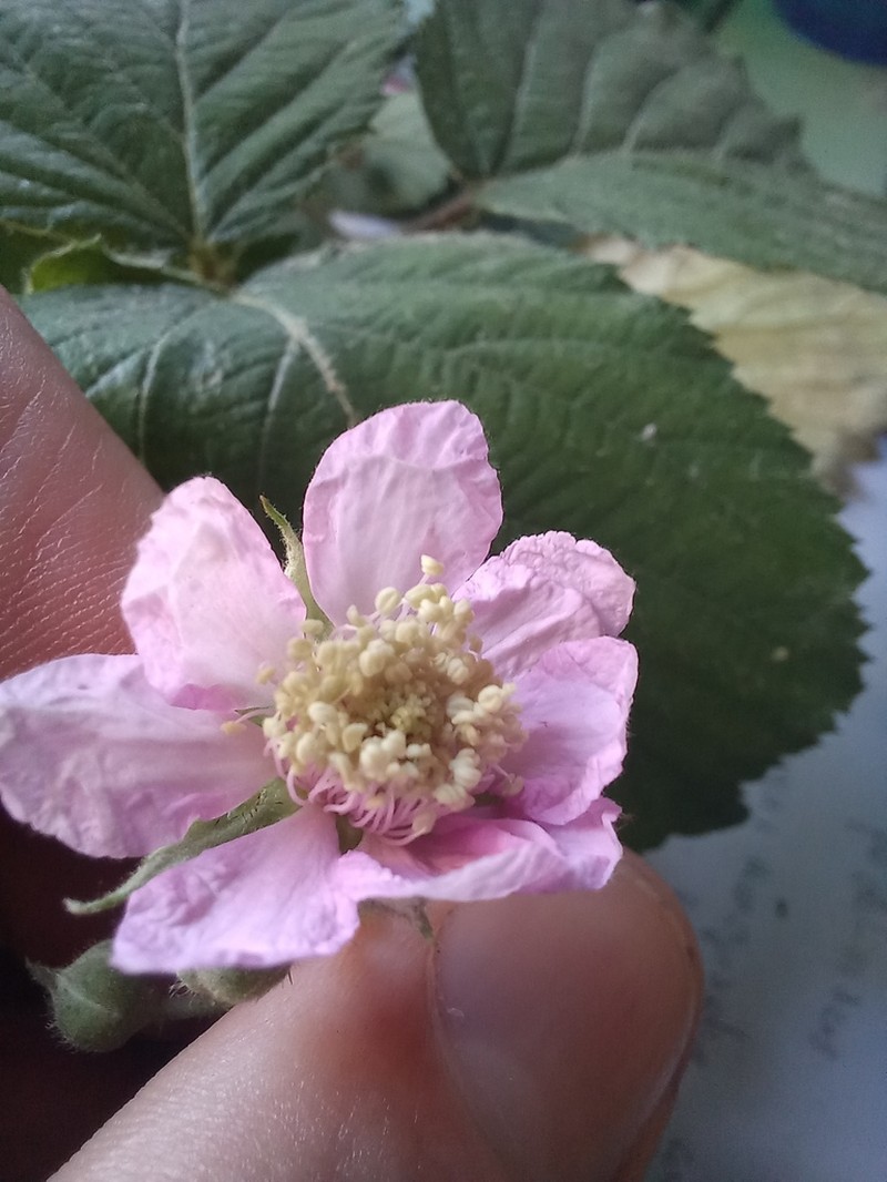 Rubus elegans photo 3