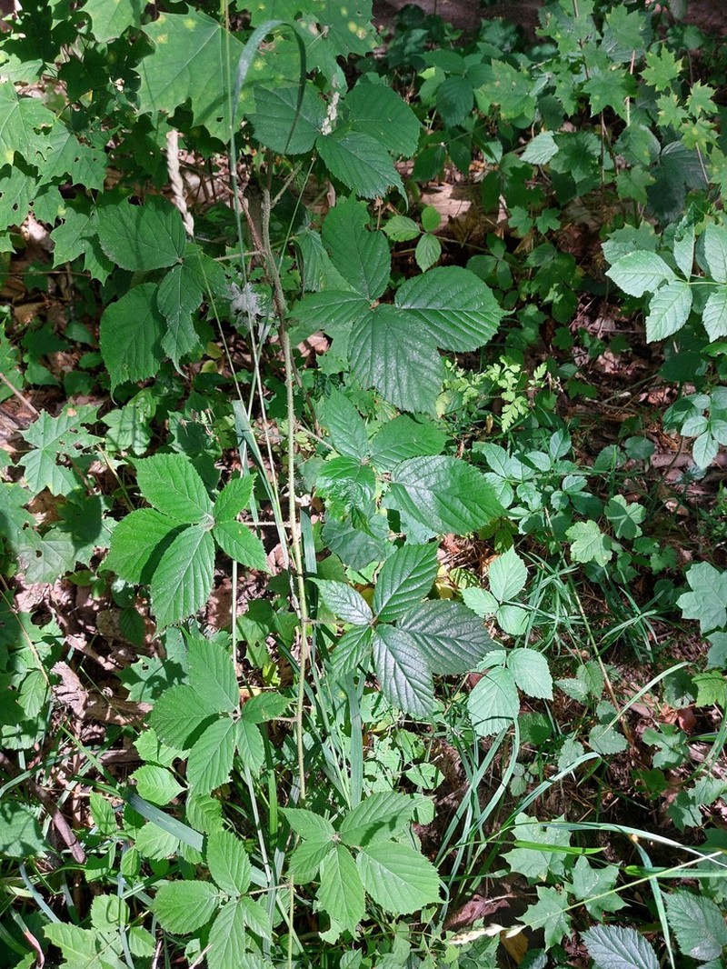 Rubus elegans photo 4