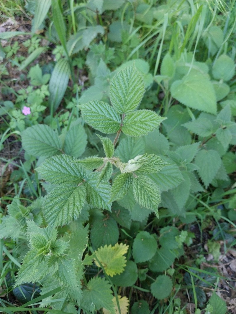 Rubus elegans photo 5