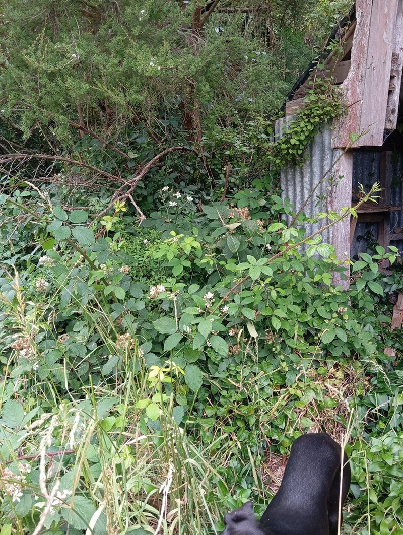 Rubus elegantispinosus