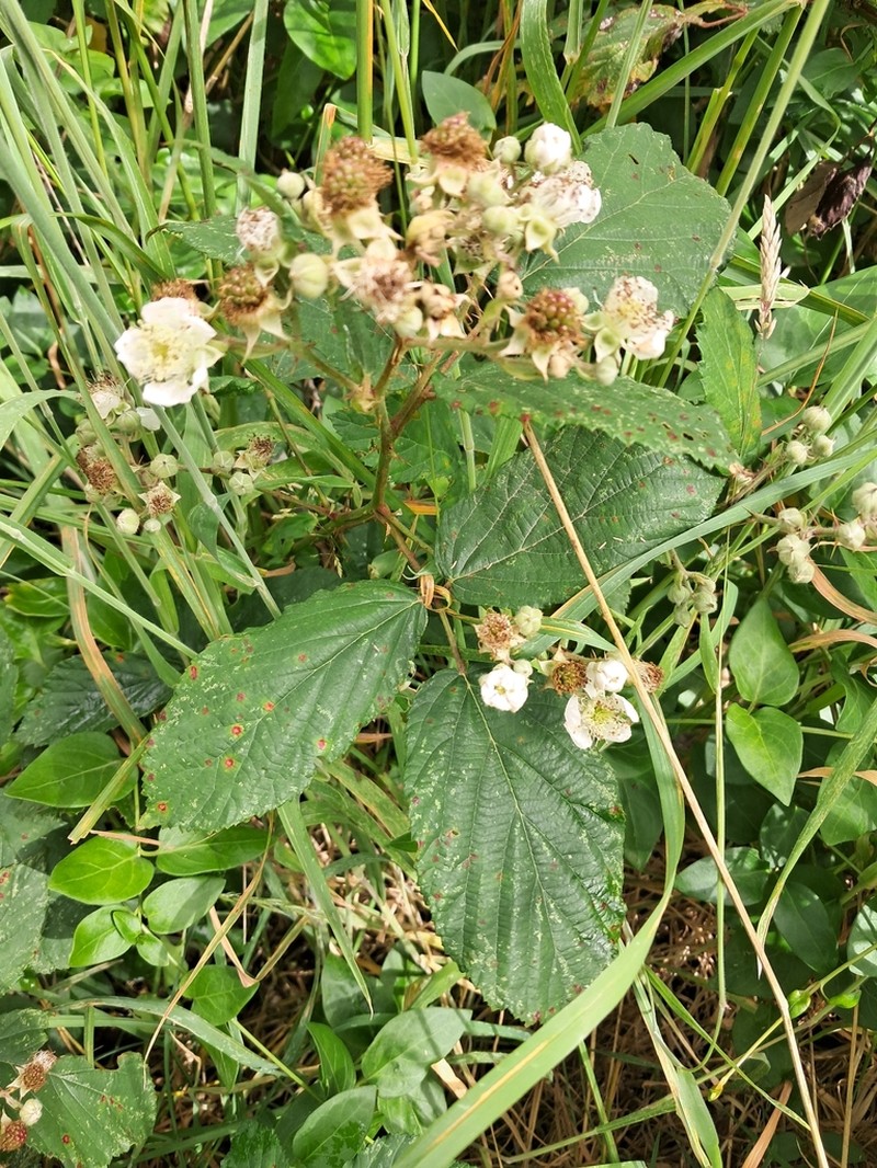 Rubus elegantispinosus photo 2