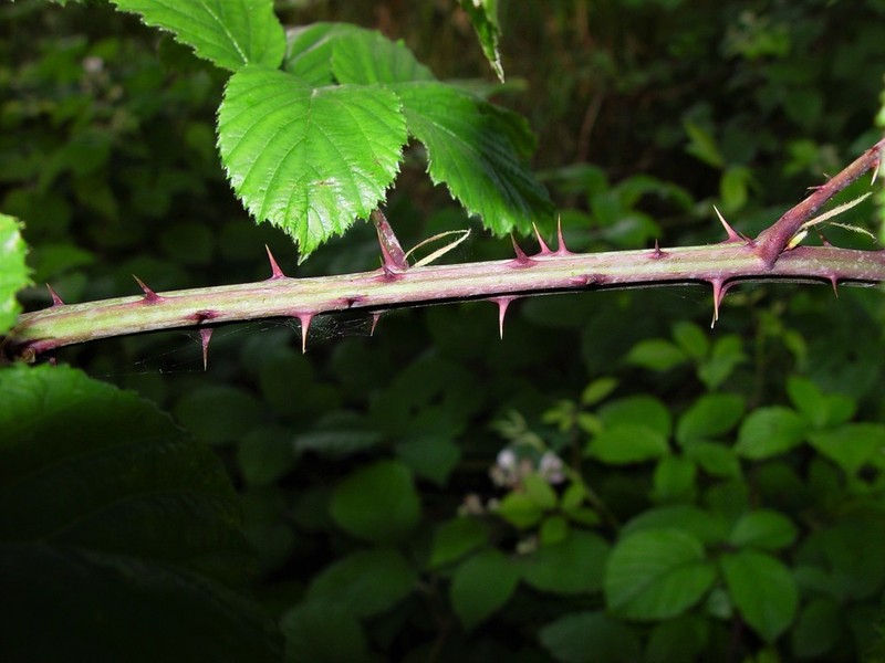 Rubus elegantispinosus photo 3