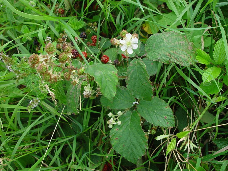 Rubus elegantispinosus photo 4
