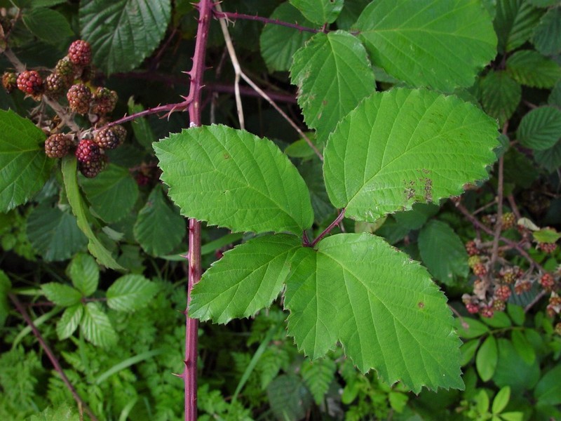 Rubus elegantispinosus photo 5